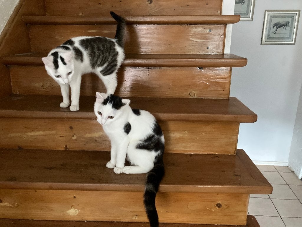 Kittens, Dieren en Toebehoren, Katten en Kittens | Dekkaters, 0 tot 2 jaar