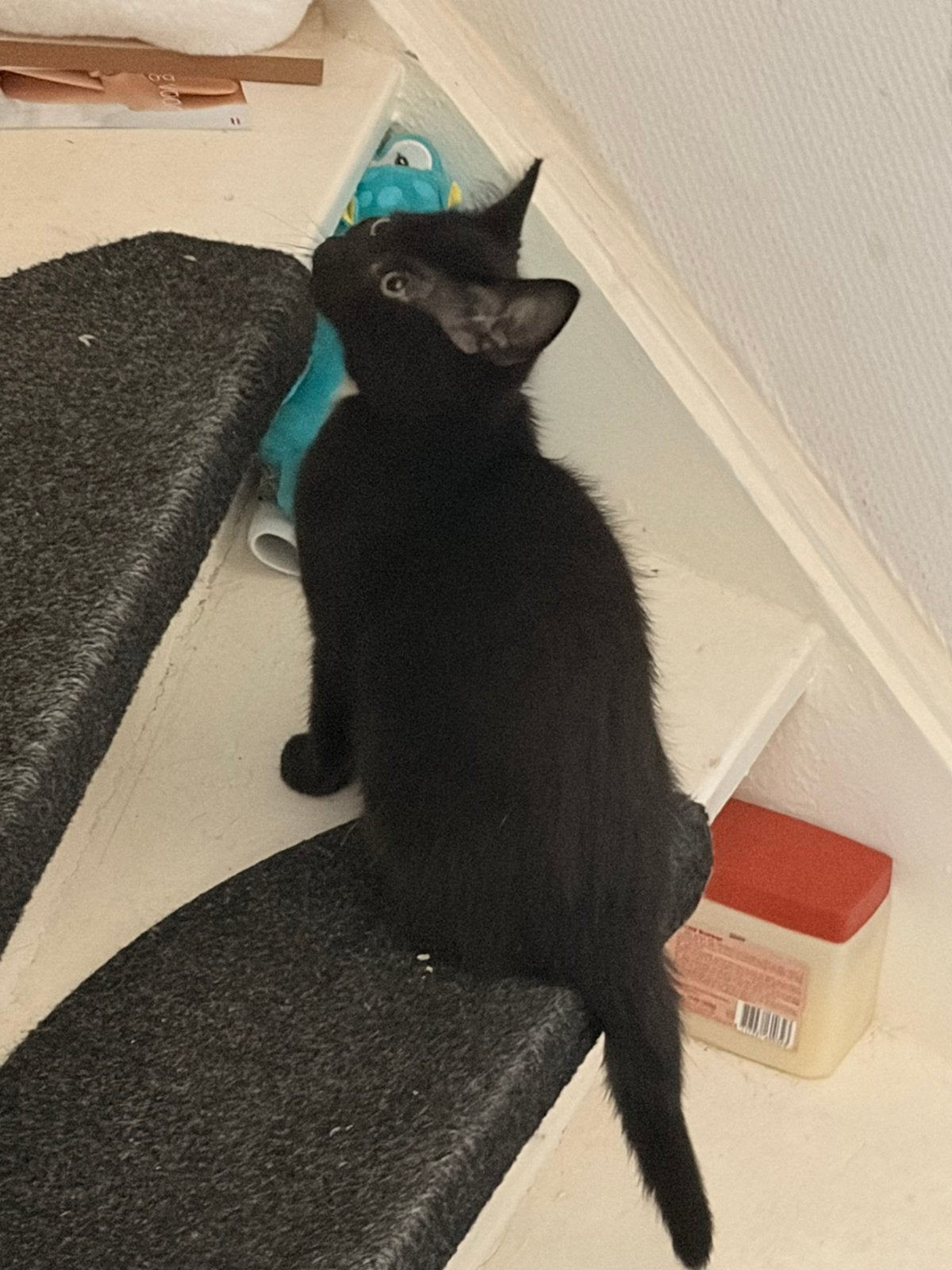 Kittens, Dieren en Toebehoren, Katten en Kittens | Overige Katten, Poes