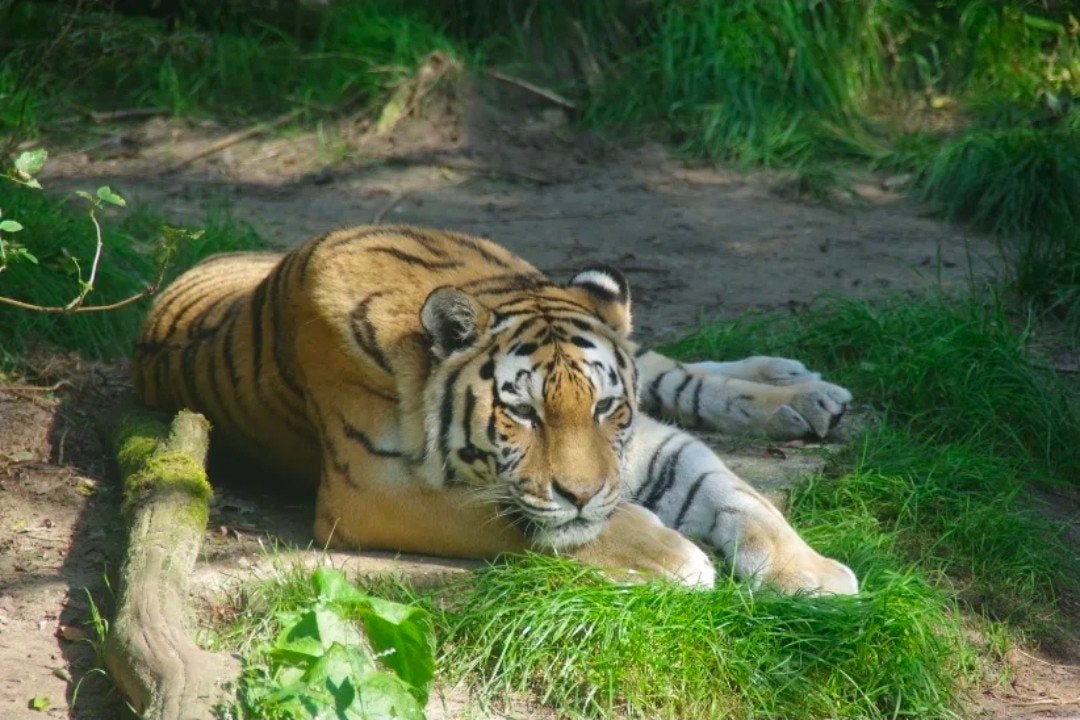 te koop 4 kaartjes Dierenpark Amersfoort, Drie personen of meer, Ticket of Toegangskaart