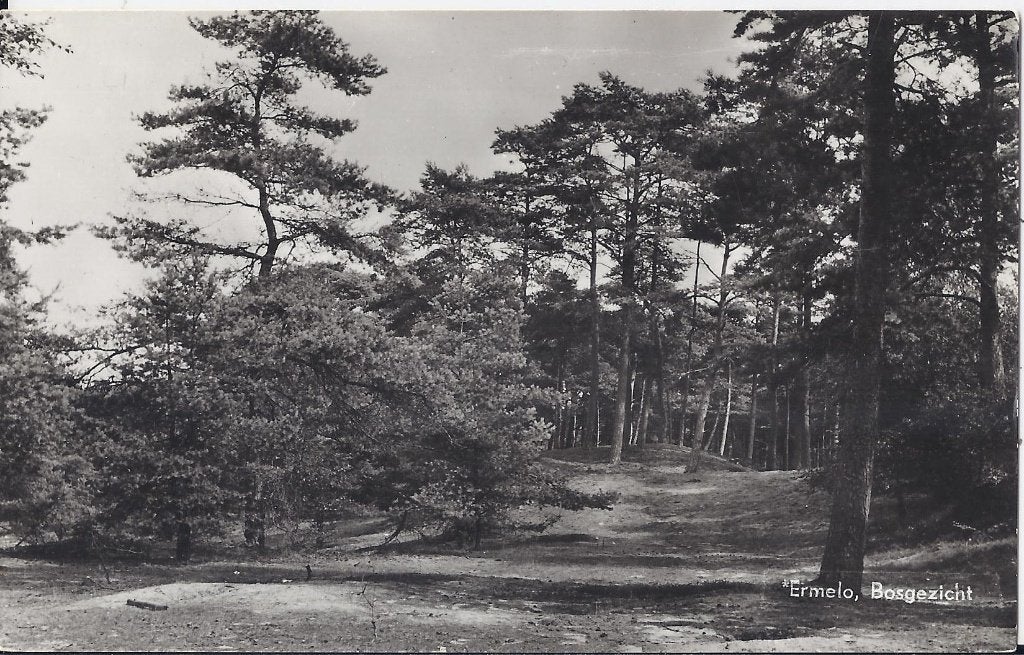 Q834 oude gelopen ansichtkaart hooghalen bos en duin, Ophalen of Verzenden, 1940 tot 1960, Gelopen, Zeeland