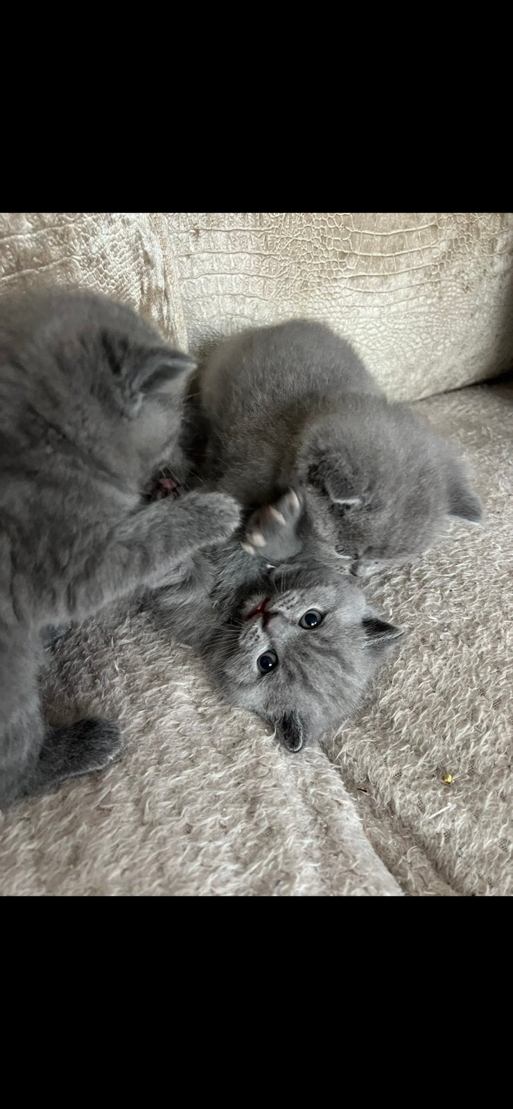 Brits korthaar, Dieren en Toebehoren, Poes, Ontwormd