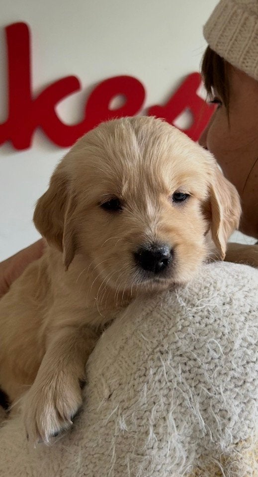 Golden Retriever puppy, Dieren en Toebehoren, Golden retriever, 8 tot 15 weken, Teef, Meerdere