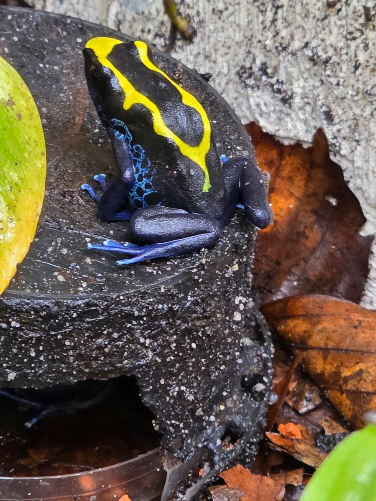 dendrobates tinctorius nominaat Frog - unknown for sale from Rosan