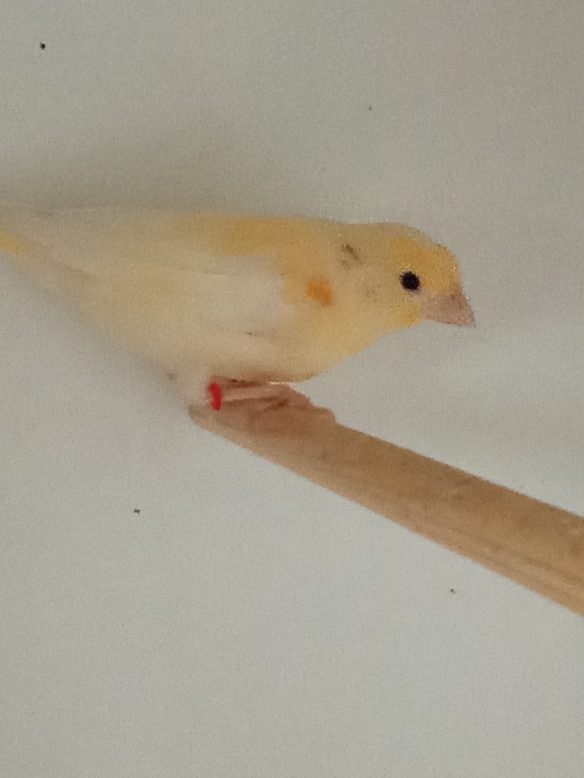 Te koop 2 jonge Kanaries, Dieren en Toebehoren, Vogels | Kanaries, Meerdere dieren, Kleurkanarie