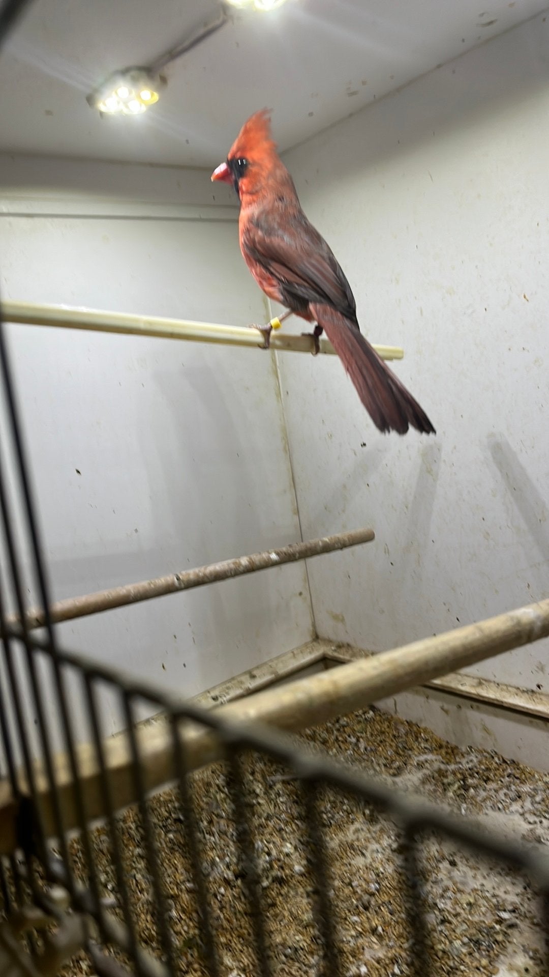 Hele mooie kardinaal man, Dieren en Toebehoren, Mannelijk, Geringd