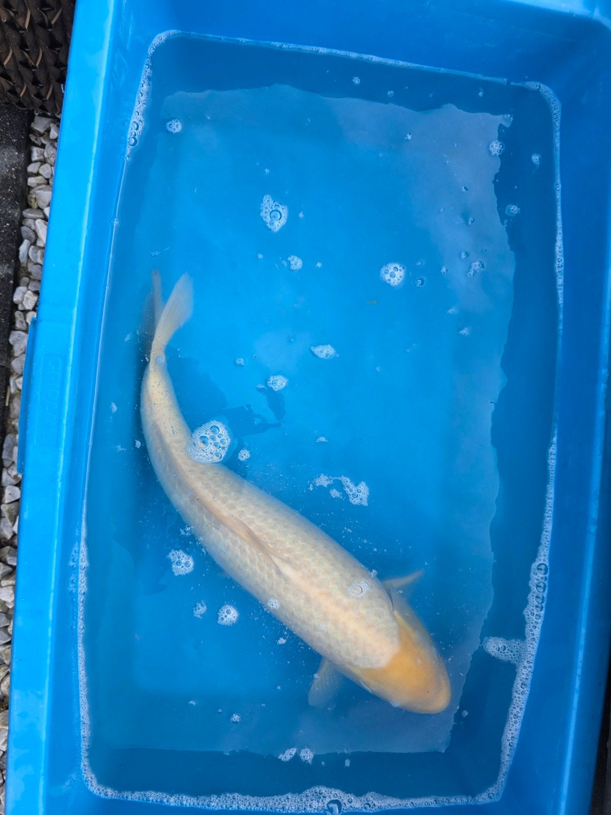 shiromuji koi, Dieren en Toebehoren, Vissen | Vijvervissen, Karper of Koi