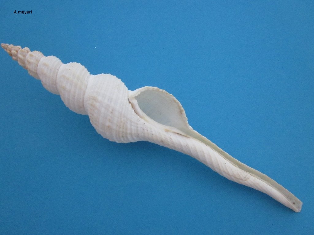 Schelpen: mix, Verzamelen, Mineralen en Fossielen, Ophalen of Verzenden, Schelp(en)