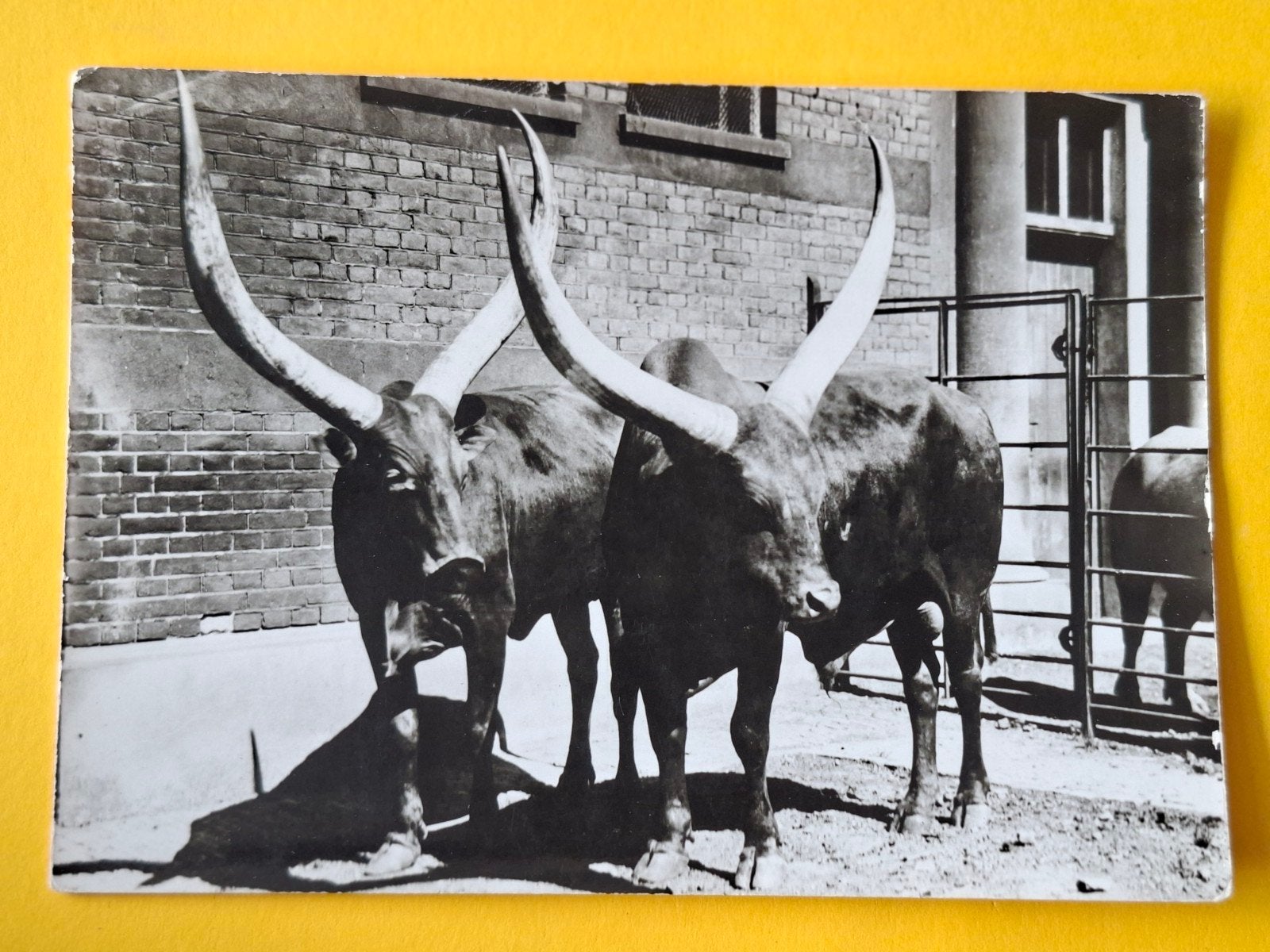 Diergaarde Blijdorp, Ophalen of Verzenden, Voor 1920, Zuid-Holland