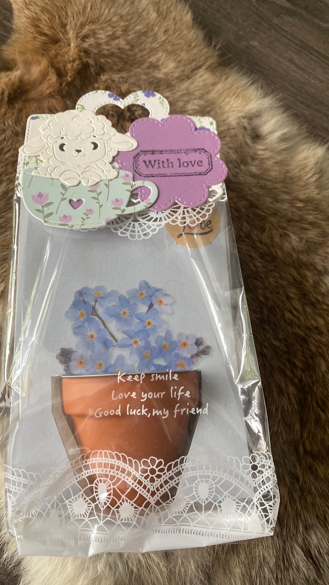 Vergeet me nietje in cadeauverpakking, Ophalen of Verzenden, Halfschaduw, Minder dan 100 cm