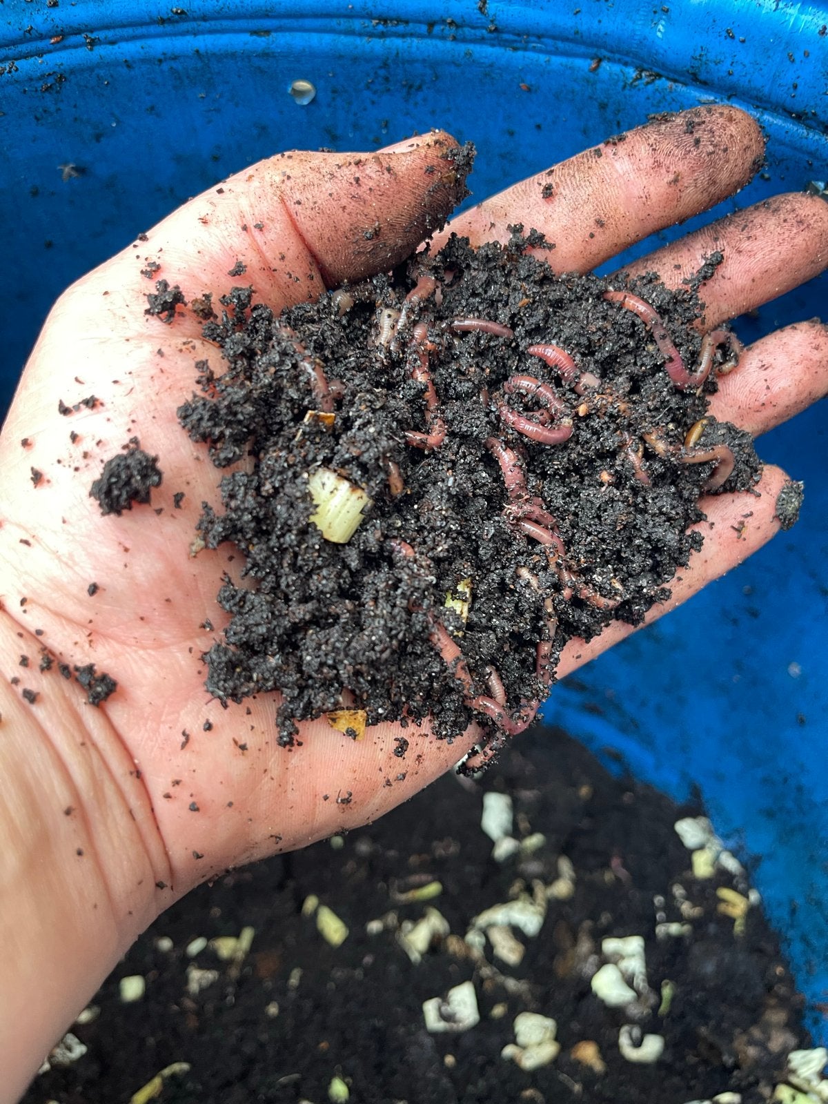 Tijgerwormen/Compost wormen Goedkoop, groot en veel, Tuin en Terras, Ophalen of Verzenden, Compost