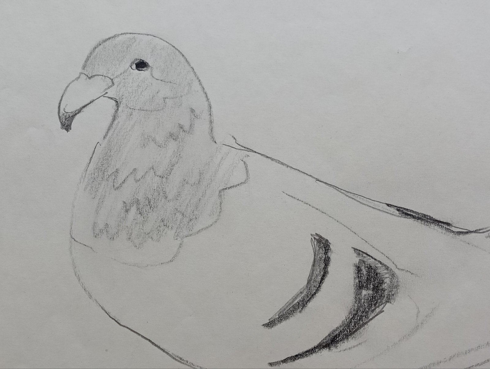Jan Visser tekening Duif jaren 40-50, Antiek en Kunst, Kunst | Tekeningen en Foto's, Ophalen of Verzenden