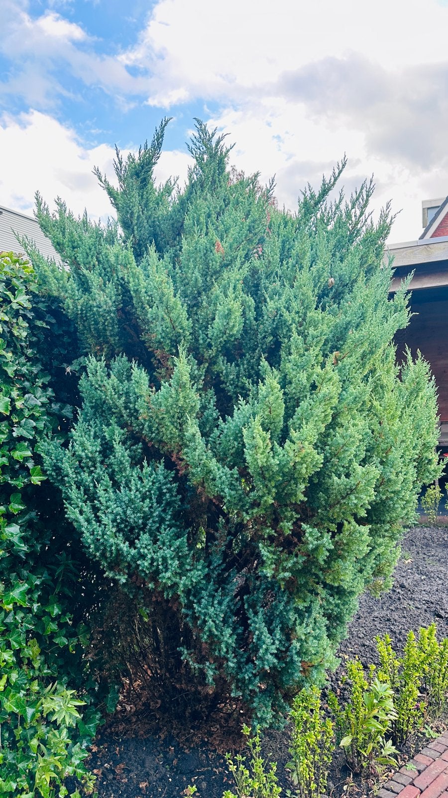 Grote Jeneverbes (Juniperus) voor uw tuin, Volle zon, Vaste plant, Bloeit niet, Ophalen