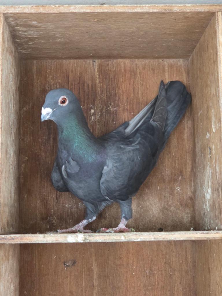 Syrische duif, Dieren en Toebehoren, Vogels | Duiven, Vrouwelijk, Overige soorten