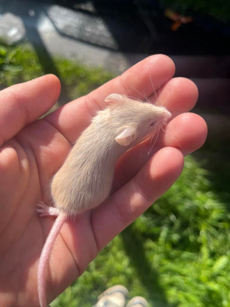 Zeldzame kleurmuisjes, Dieren en Toebehoren, Vissen | Vijvervissen, Overige soorten