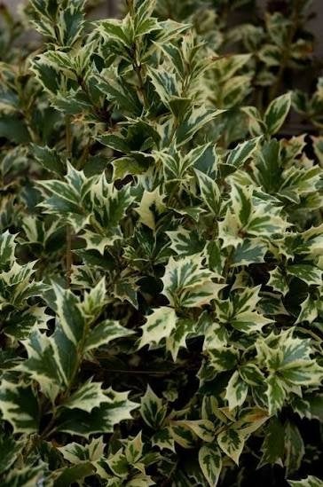 osmanthus variegatus. bonte sierhulst. haagplanten P9, Overige soorten, Vaste plant, Ophalen of Verzenden, Bloeit niet