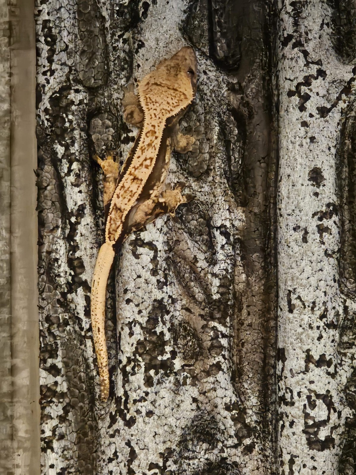 Wimpergekko Vrouw - Dark Base Harlequin Crested Gecko - female for sale from Michel Tuil