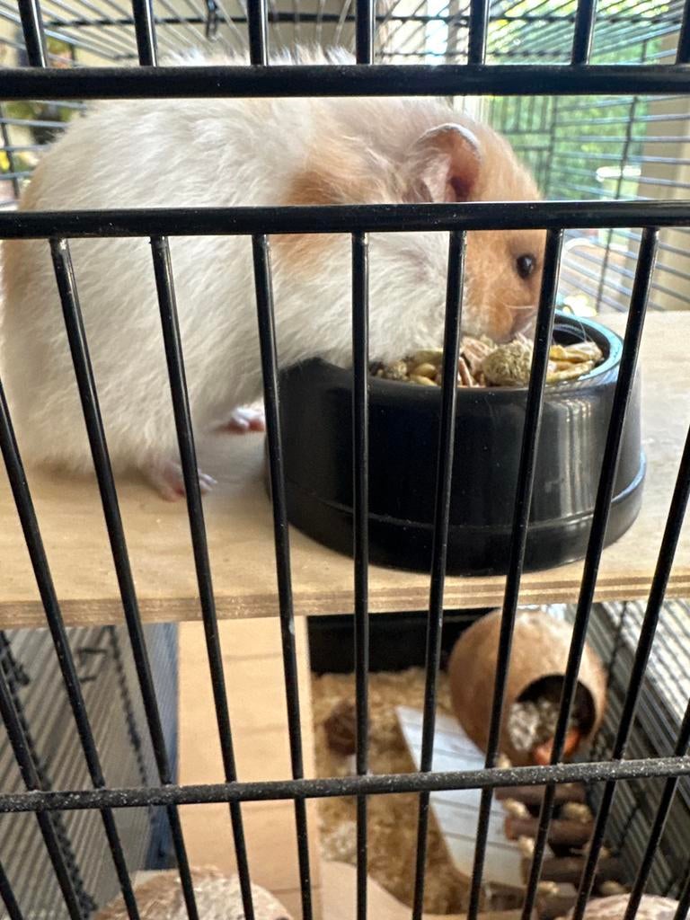 Goudhamster, Hamster, Geslacht onbekend, Januari, Tam