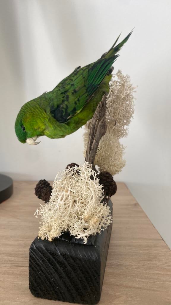 Opgezette vogel dieren, Verzamelen, Ophalen of Verzenden, Zo goed als nieuw, Vogel, Opgezet dier