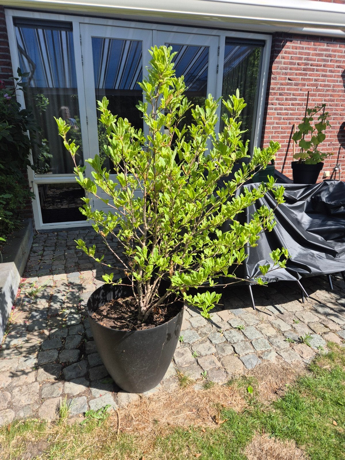 Grote Japanse Roos Camellia in pot - Hoogte 165cm, Tuin en Terras, Planten | Tuinplanten, Volle zon, Vaste plant, Lente, Ophalen