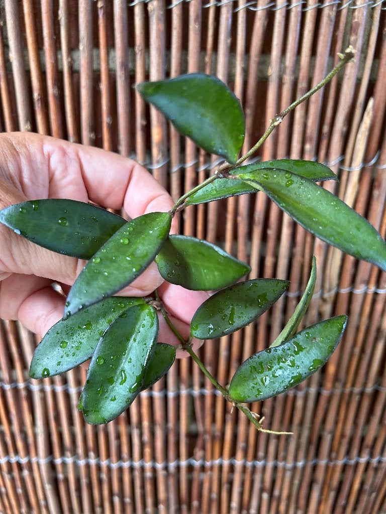 Hoya Rosita🌱, Huis en Inrichting, Kamerplanten, Overige soorten, Minder dan 100 cm, Bloeiende kamerplant, Halfschaduw
