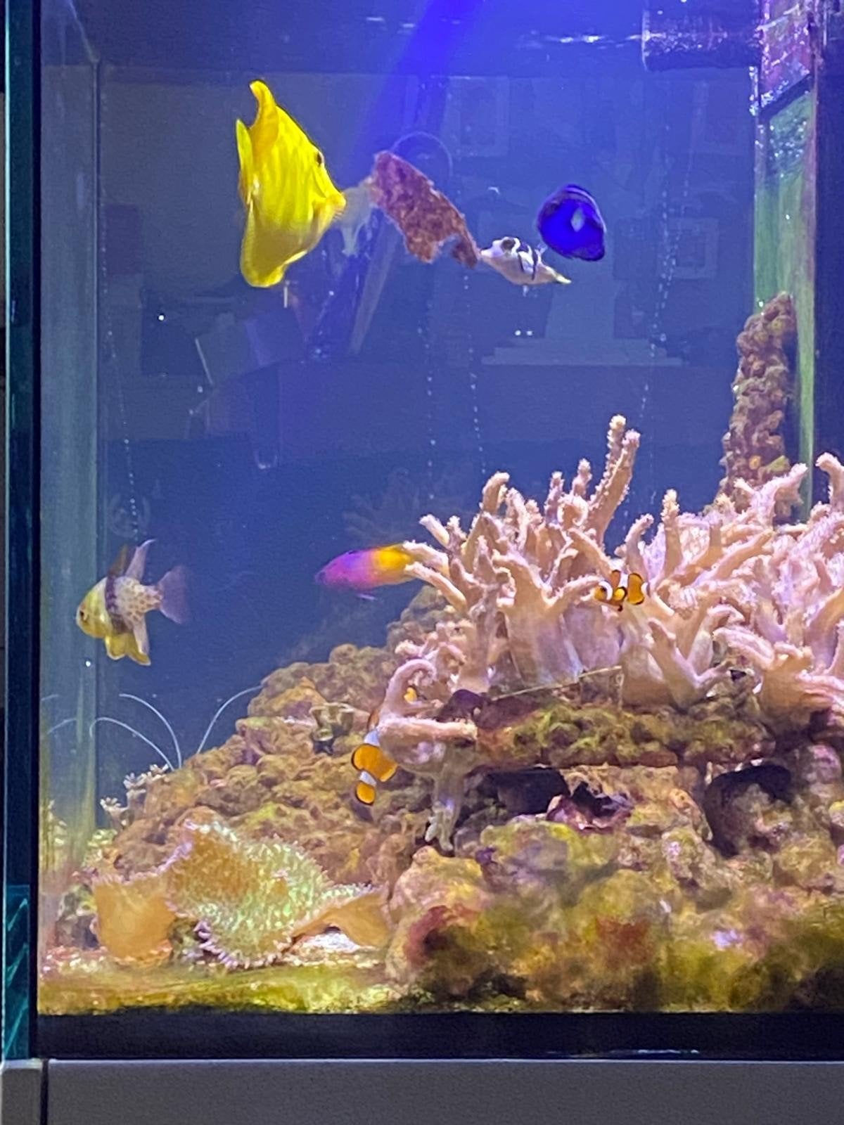 zee aquarium met toebehoren Red Sea, Dieren en Toebehoren, Vis, Zoutwatervis