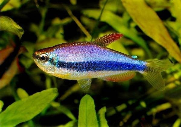 Tetra Blue Emperor (Inpaichthys kerri), Vis, Zoetwatervis, Schoolvis