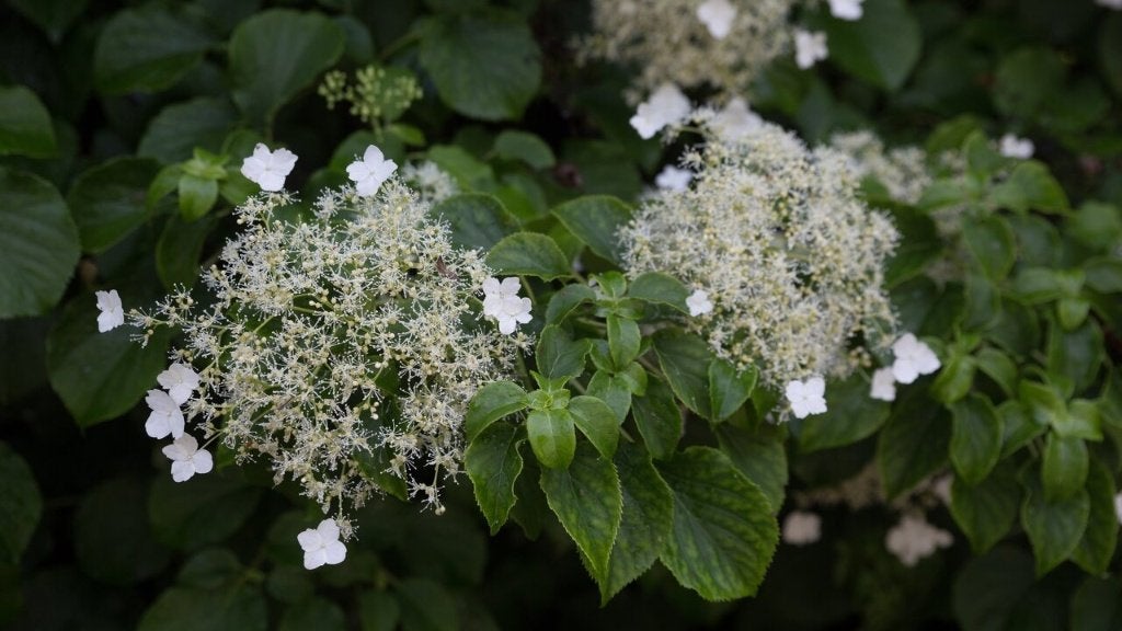 Restpartij 10 stuks Klimhortensia 100 euro, Volle zon, Vaste plant, Ophalen of Verzenden, Klimplanten