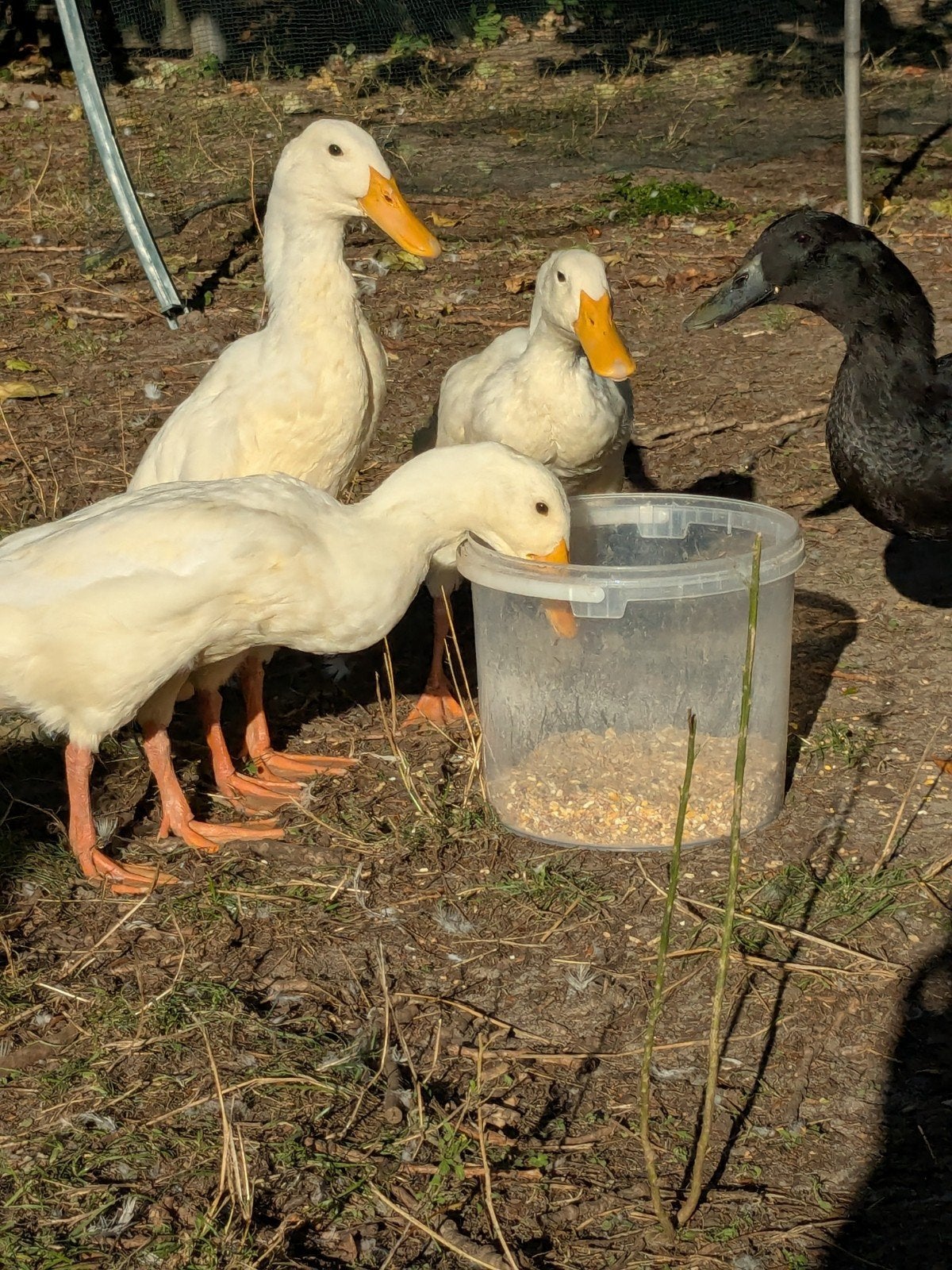 loopeenden wit en grijs, Meerdere dieren, Eend