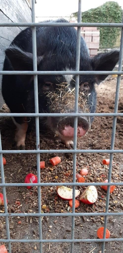 Lief varken zoekt een nieuw huisje, Vrouwelijk, Varken, 6 jaar of ouder