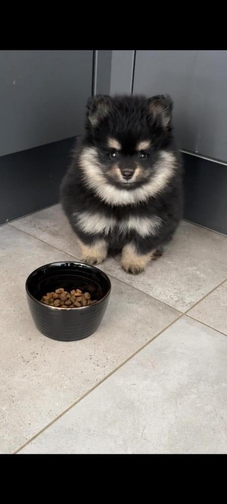 Pomeranian/pomeriaan pup, Keeshond, 8 tot 15 weken, Teef, Eén hond