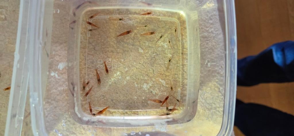 Vuurgarnalen / Neocaridina davidi garnalen, Ophalen, Nieuw, Overige typen