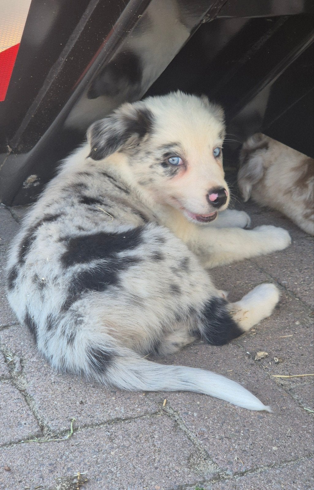 Nog 1 super leuke Border collie X Australian shepherd pup, Dieren en Toebehoren, Honden | Herdershonden en Veedrijvers, Parvo