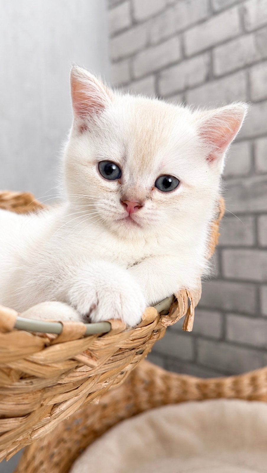 2 Britse korthaar kittens – gechipt, gevaccineerd, Meerdere dieren, Gechipt, 0 tot 2 jaar