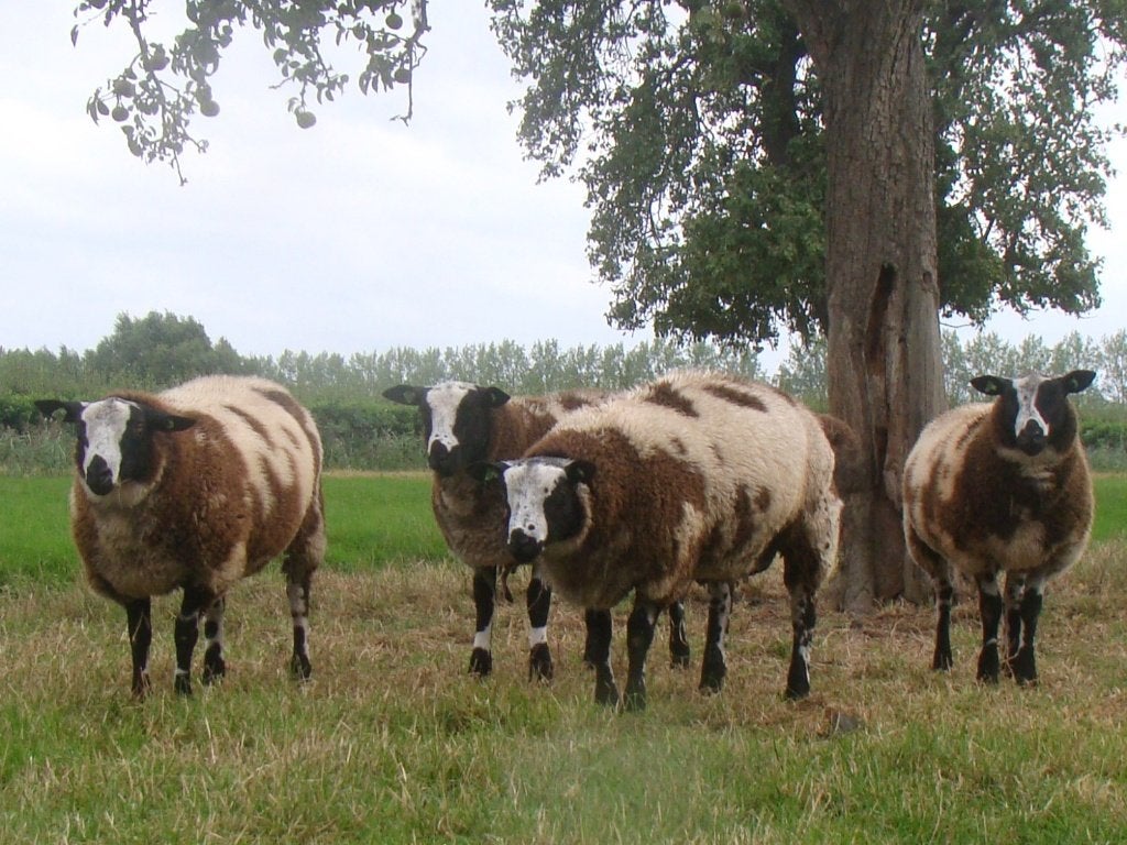 Dekrammen, Dieren en Toebehoren, Mannelijk, Schaap, 0 tot 2 jaar