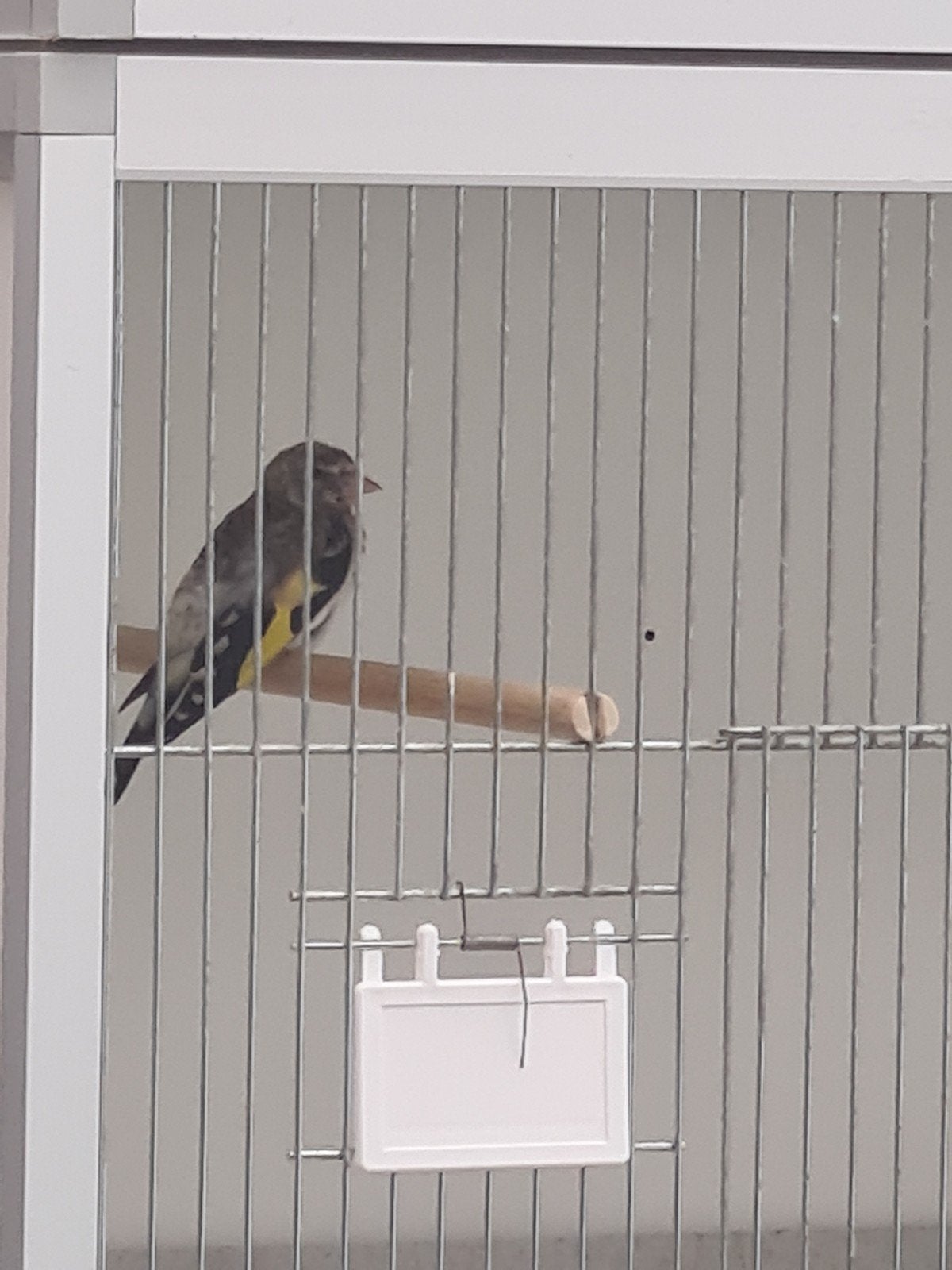 jonge majoor putter, Geslacht onbekend, Wildzangvogel, Geringd