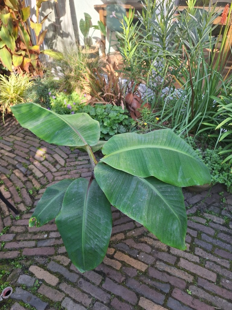 Rode banaan. Musa Acuminata., Tuin en Terras, Vaste plant, Bloeit niet, Halfschaduw, Ophalen