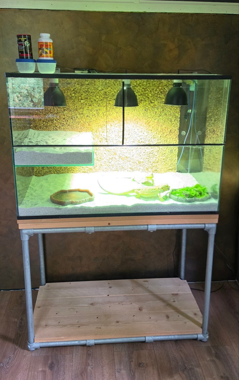 glazen teraruim met 2 baardagamen en onderstel, Ophalen, Gebruikt, Terrarium of Paludarium