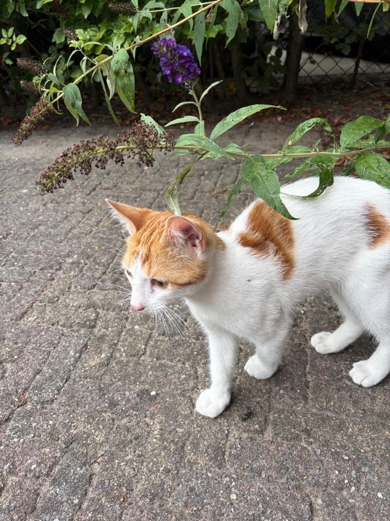 Kitten (circa 13 weken oud) - super lief en aanhankelijk, Kater, 0 tot 2 jaar