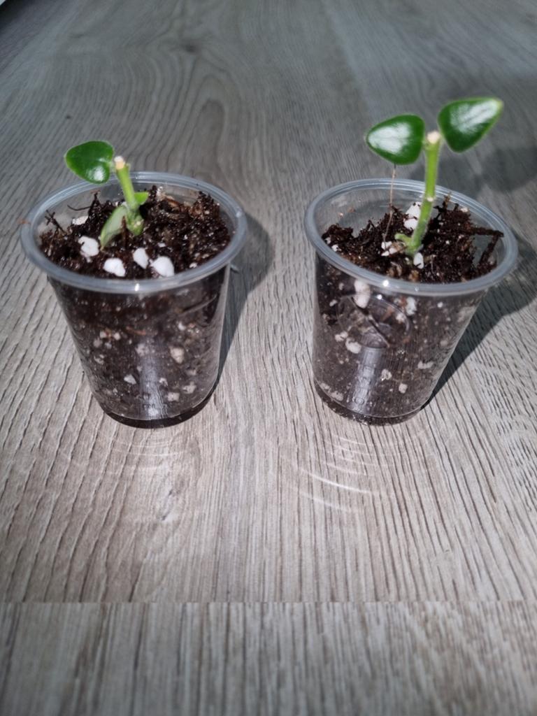 Hoya chinghungensis, Huis en Inrichting, Kamerplanten, Ophalen of Verzenden, Halfschaduw, Minder dan 100 cm