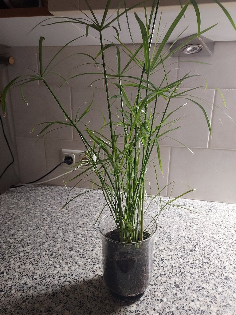 Parapluplant Cyperus Alternifolius, Ophalen, Overige soorten, Halfschaduw, Minder dan 100 cm