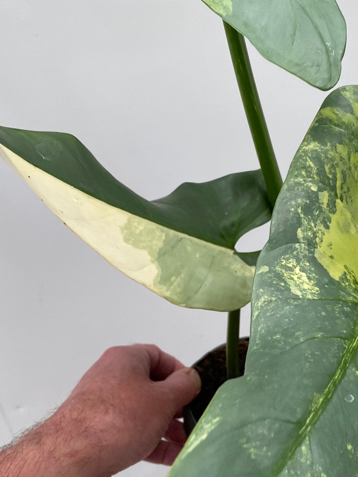 Philodendron hastatum ‘Silver Sword’ Variegata, Huis en Inrichting, Ophalen of Verzenden, Halfschaduw, Minder dan 100 cm