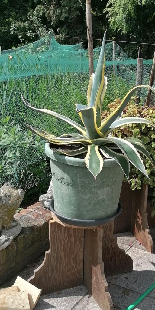 Grote cactus Agave americana, Ophalen, Cactus