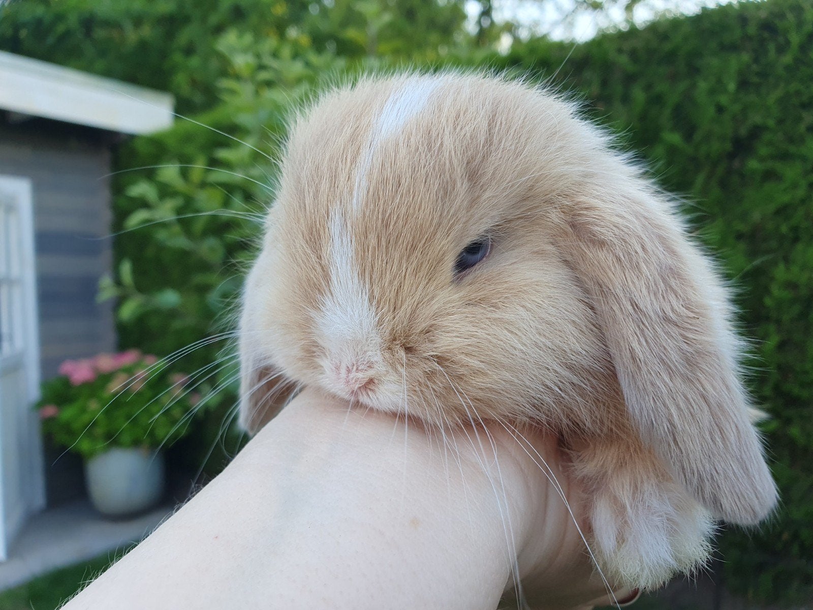 Minilop Dwerghangoor konijntjes, Dieren en Toebehoren, Konijnen, Meerdere dieren, Dwerg