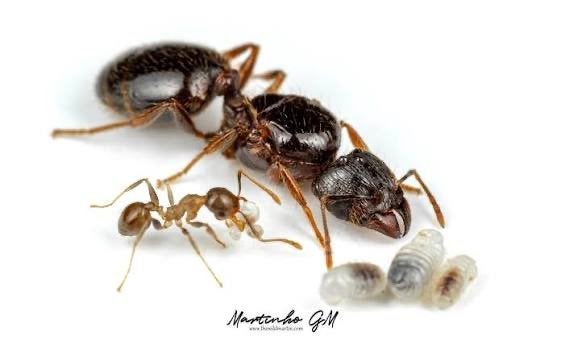 Pheidole megacephala 1 koningin + 5 werksters Big headed ant, Dieren en Toebehoren, Insecten en Spinnen, Spin of Schorpioen