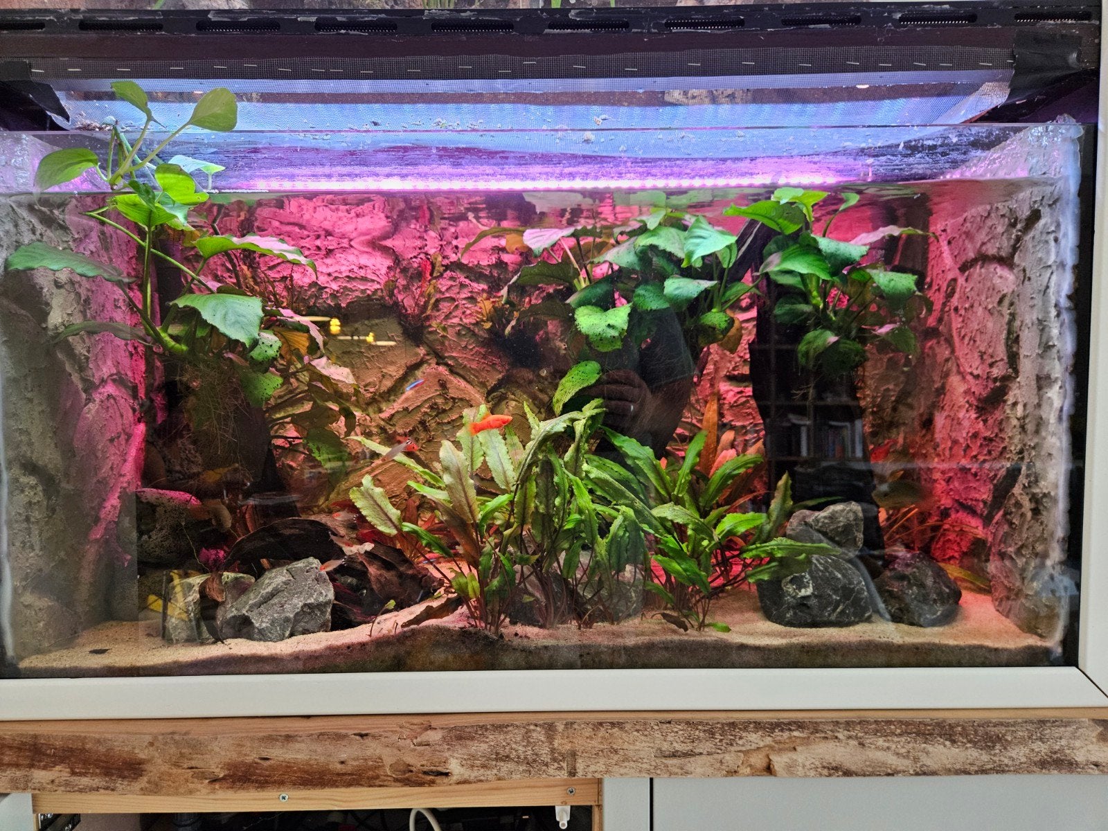 aquarium 100cm, 200 liter, Dieren en Toebehoren, Ophalen, Nieuw, Overige merken, Gevuld zoetwateraquarium