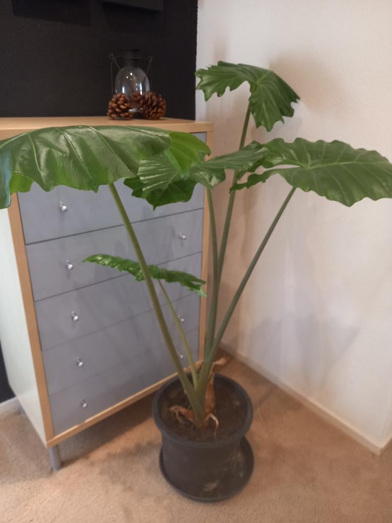 Kamerplant Olifantsoor Alocasia Portodora, Ophalen, 100 tot 150 cm, Overige soorten, Halfschaduw