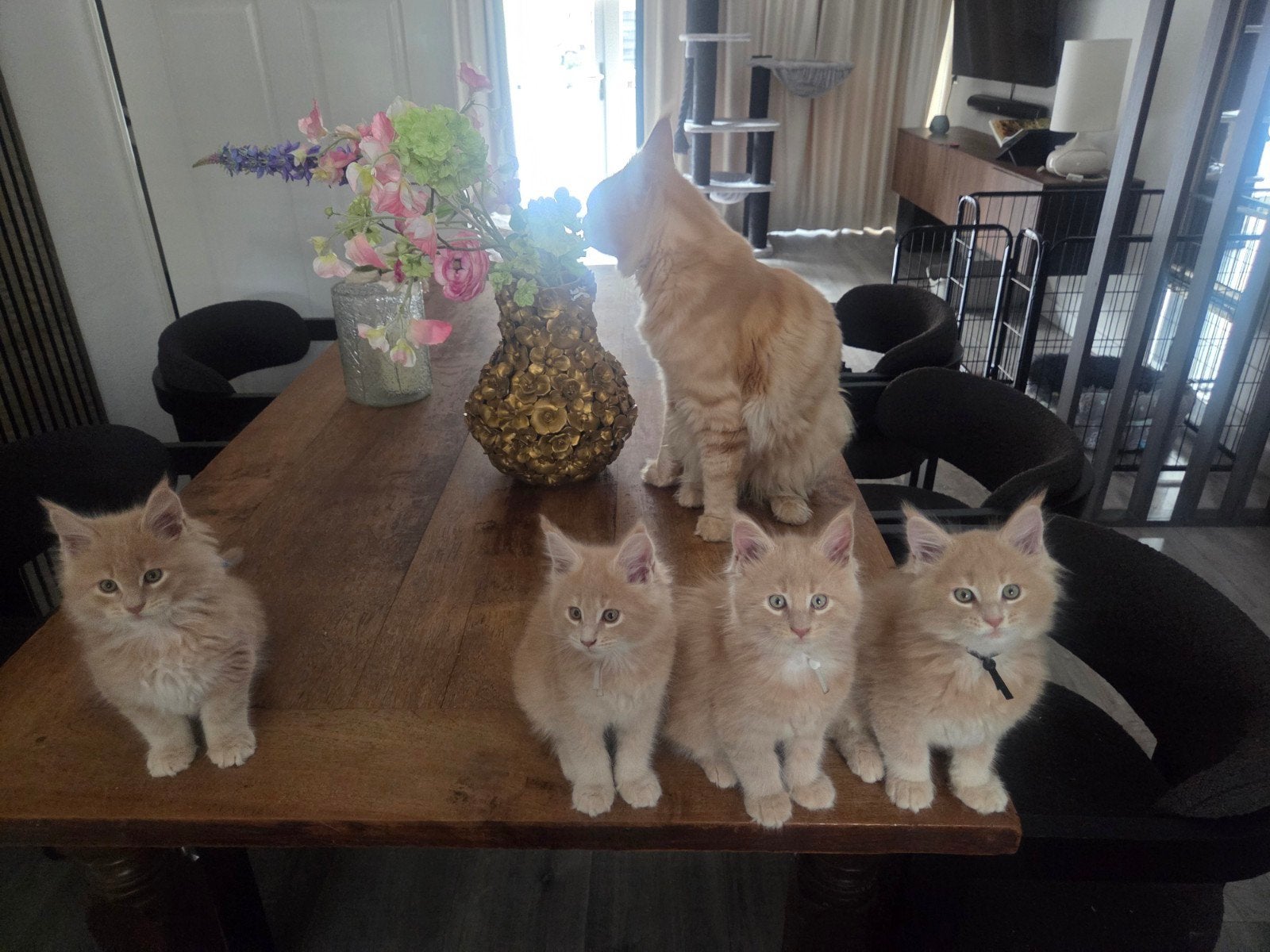 Prachtige xxl main coon poesje kitten creme, Poes