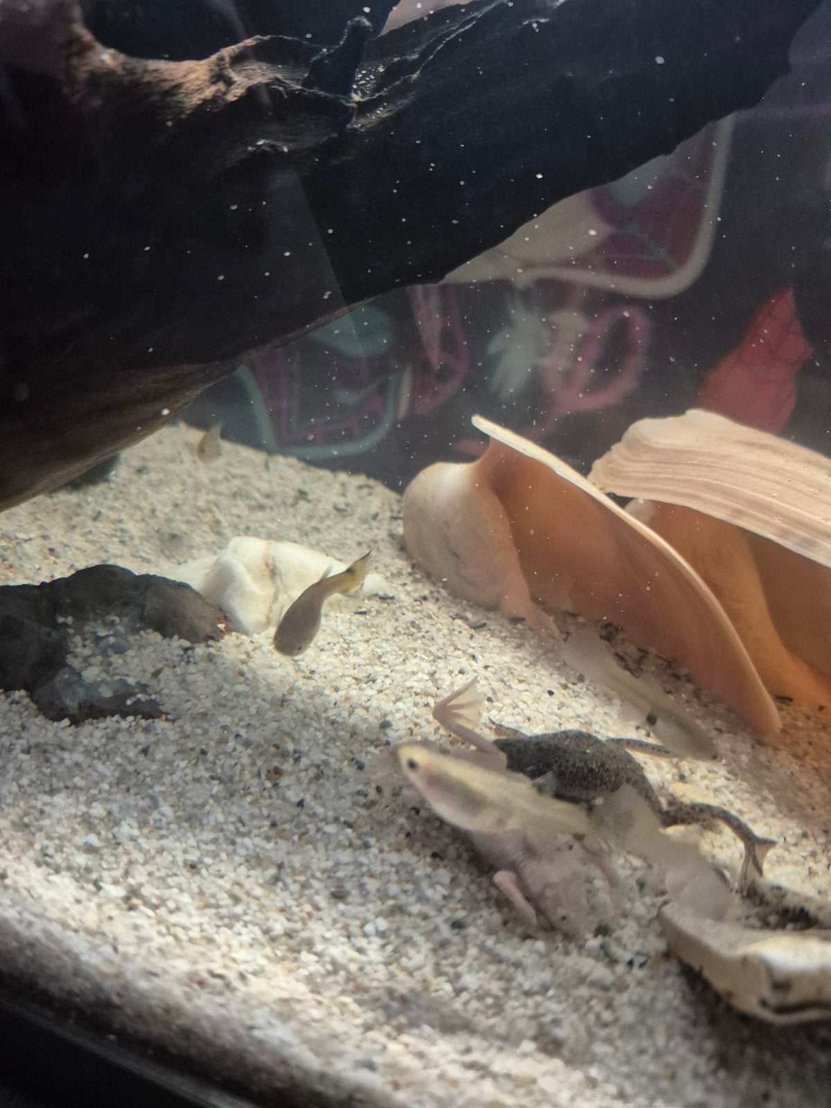 2 dwergklauwkikkers 
1 albino en 1 bruin/grijs, Dieren en Toebehoren, Vissen | Aquariumvissen, Vis