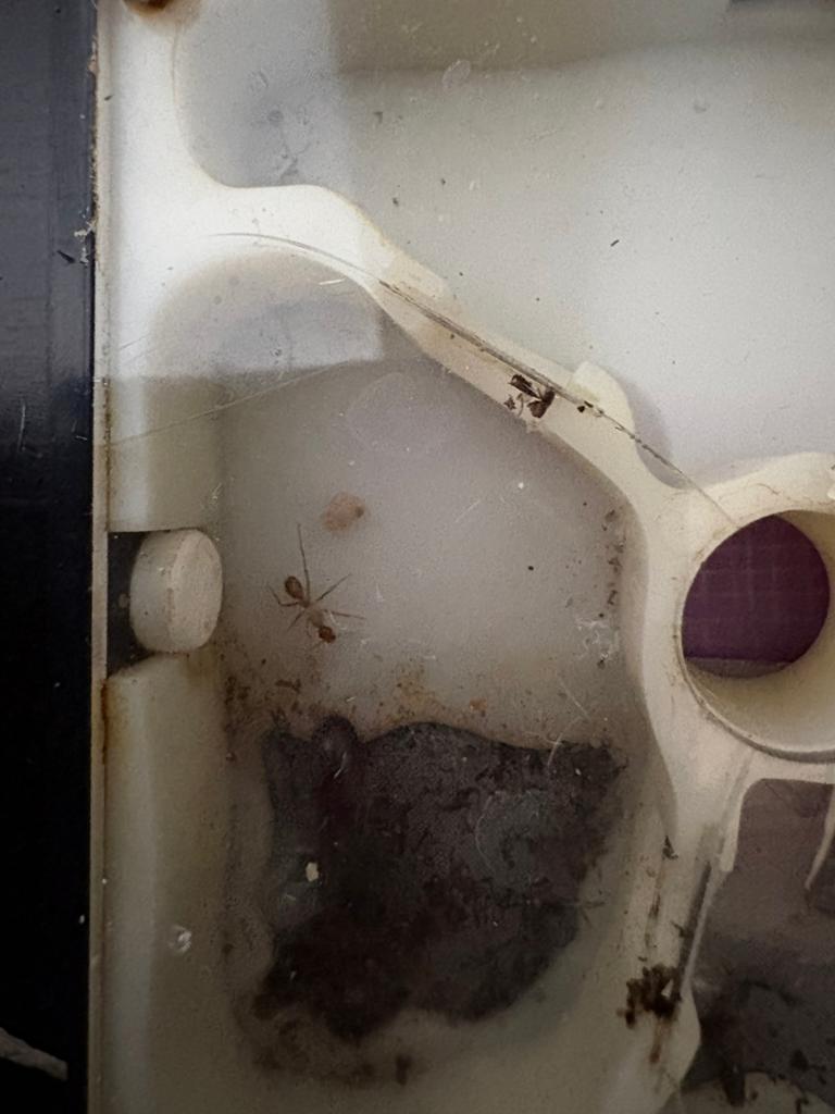 Camponotus ca-02, Mieren