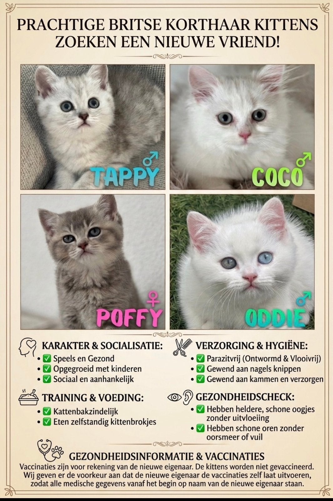 Britsekorthaar kittens